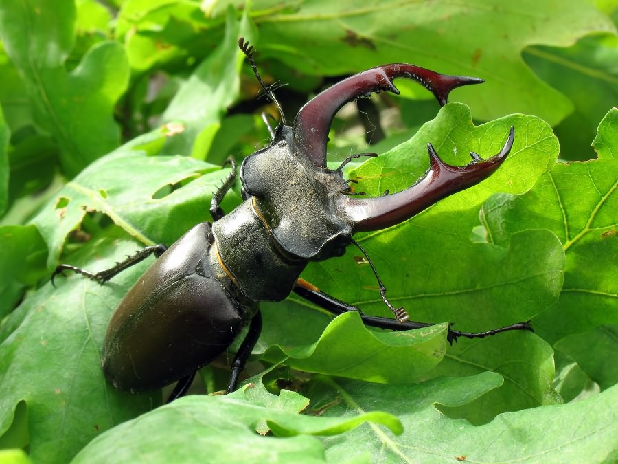 Lucanus cervus (Linnaeus, 1758)